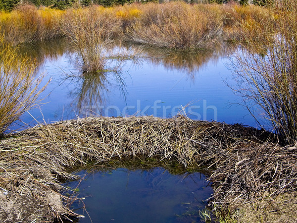Castor río parque EUA agua casa Foto stock © emattil