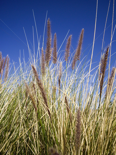 Foto stock: Desierto · cielo · azul · cielo · verde · arena