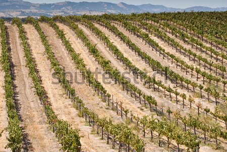 Domb Kalifornia textúra nap nyár fiatal Stock fotó © emattil