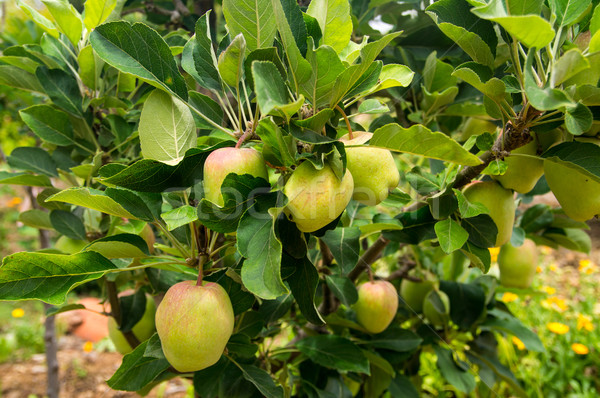 [[stock_photo]]: Pommes · rouge · vert · Californie · verger