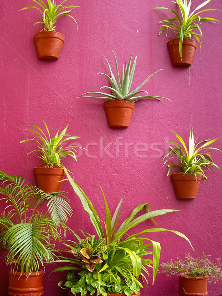 Fal egyezség színes mexikói zöld rózsaszín Stock fotó © emattil