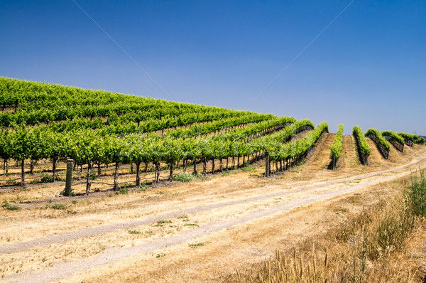 Foto stock: Ladera · crecer · California · hoja · uvas · vina