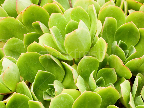 Bright green coastal plants Stock photo © emattil