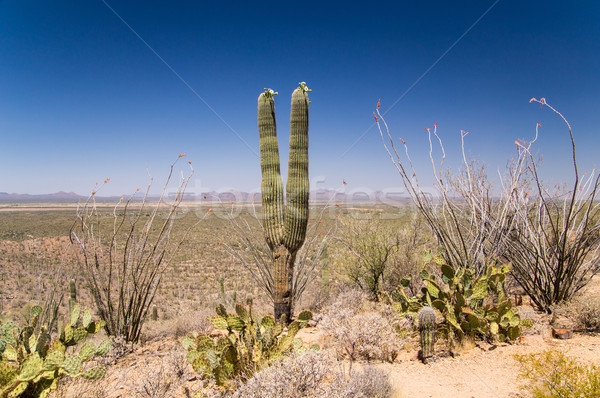 Sivatag virágok természet zöld homok szín Stock fotó © emattil