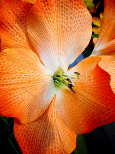 Exótico naranja flor flor botánico jardines Foto stock © emattil