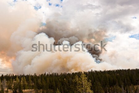 Fire takes hold in Yellowstone forests Stock photo © emattil