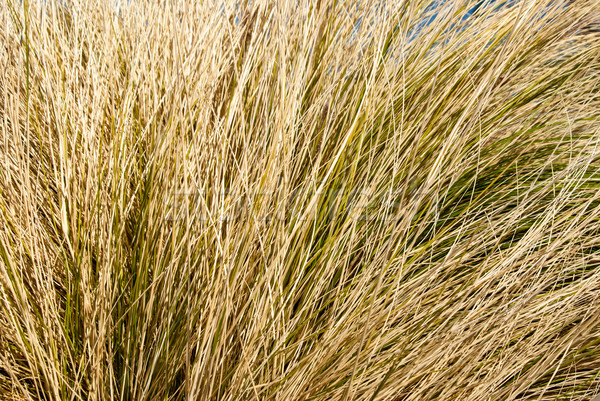 Dry Grasses Stock photo © emattil