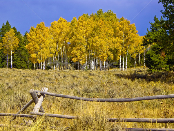Yellow Aspen Stock photo © emattil