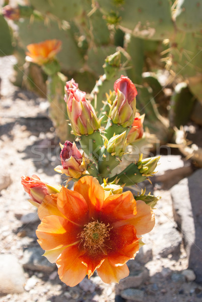 Luz del sol naranja cactus flor verde rojo Foto stock © emattil