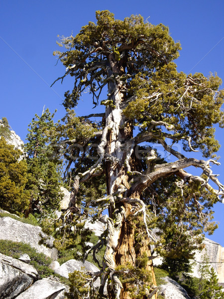 Fa ősi Yosemite Nemzeti Park természet Stock fotó © emattil