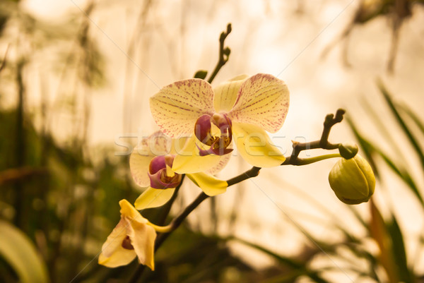 Soft flowers Stock photo © emattil