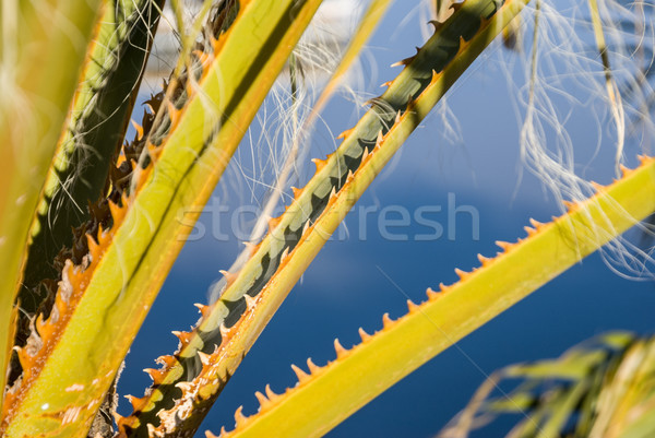 Spiney Palm Fronds Stock photo © emattil