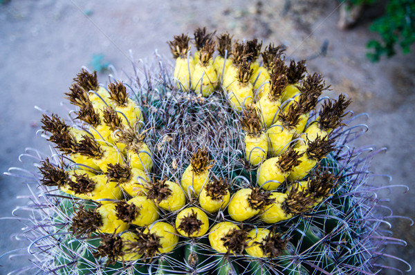 Citromsárga virágzó kaktusz sárga virágok virágzó virágok Stock fotó © emattil