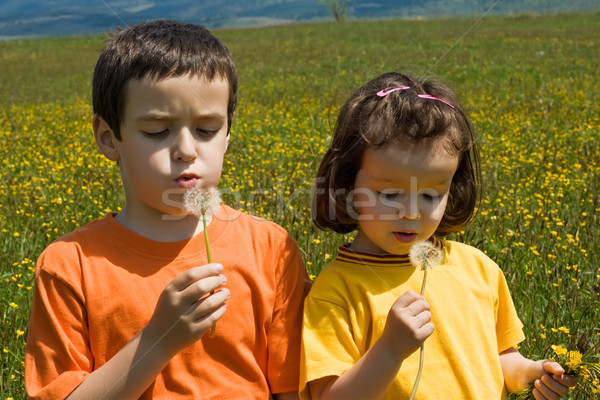 Copii păpădie doua luncă fată Imagine de stoc © emese73