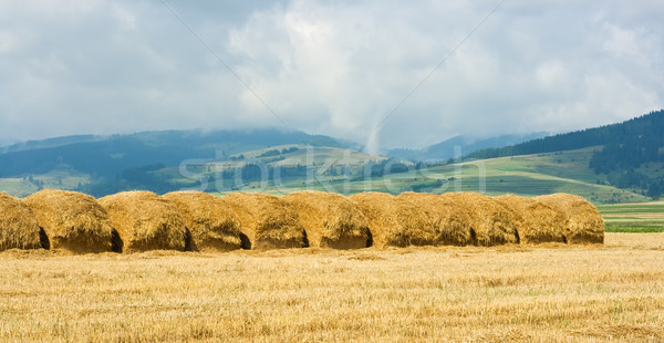 Stroh Wiese Sommer Zeit Himmel Gras Stock foto © emese73