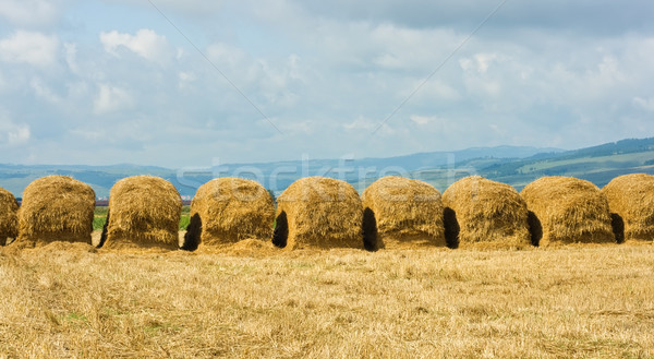 Paille prairie domaine été temps herbe [[stock_photo]] © emese73