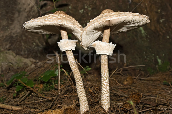 Zwei Pilze Wald Essen Natur grünen Stock foto © emese73