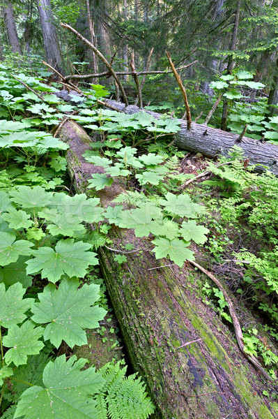 Parque exuberante verde frío selva tropical Canadá Foto stock © emiddelkoop