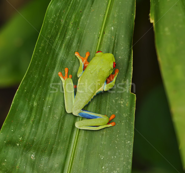 Mariposa centro Costa Rica manos verde Foto stock © emiddelkoop