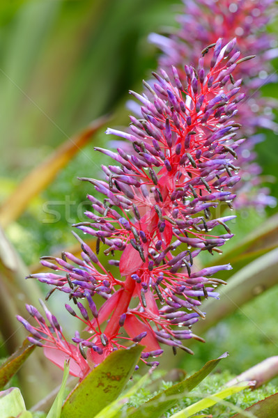 Flores cascada jardines Costa Rica flor Foto stock © emiddelkoop