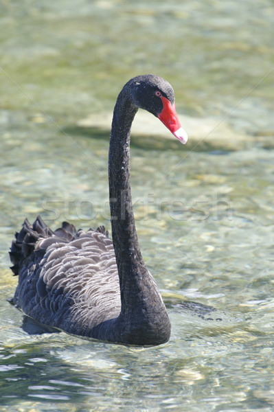 Negro cisne lago Nueva Zelandia Foto stock © emiddelkoop