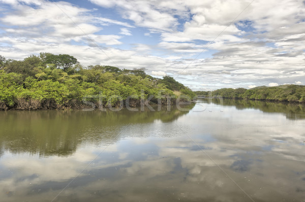 Stok fotoğraf: Nehir · su · manzara · yansıma · krokodil