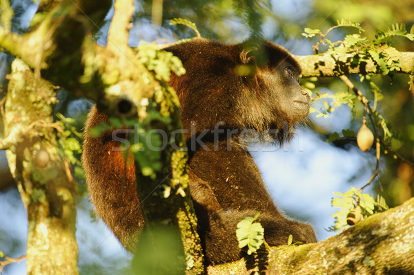 Mono árbol Costa Rica Foto stock © emiddelkoop