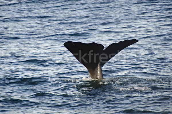 Esperma baleia costa mergulho caça Nova Zelândia Foto stock © emiddelkoop