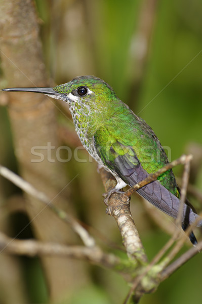 Resting Hummingbird Stock photo © emiddelkoop