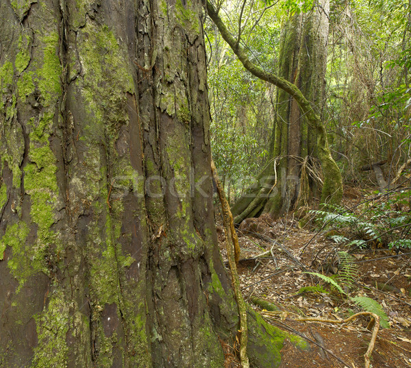árbol selva parque Nueva Zelandia Foto stock © emiddelkoop