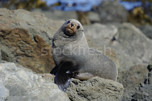 Fur Seal Stock photo © emiddelkoop