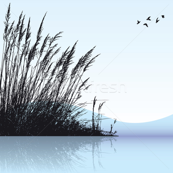 Reeds Stock photo © emirsimsek