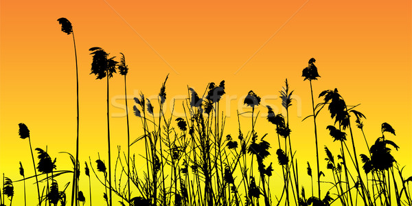 Vector silhouet achtergrond meer rivier plant Stockfoto © emirsimsek