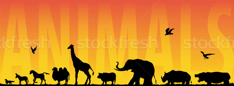 Animals Stock photo © emirsimsek