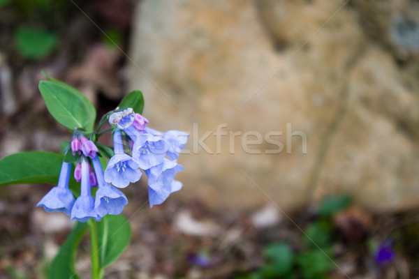 Foto stock: Floración · flor · azul · azul · primer · plano