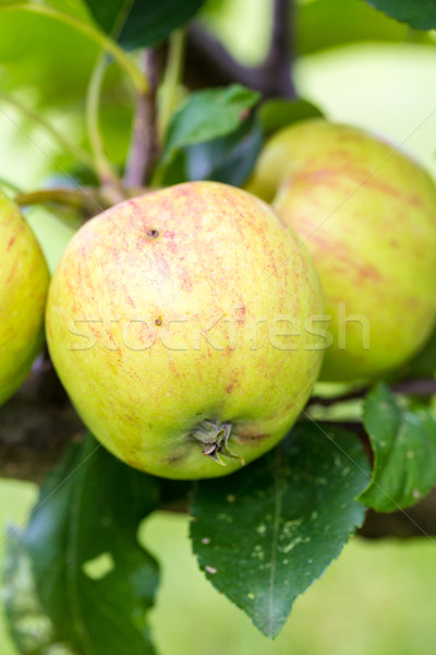 A Closeup of Green and Yellow Apples Stock photo © enterlinedesign