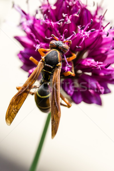 Drumstick Allium Flower Bloom and Wasp Stock photo © enterlinedesign