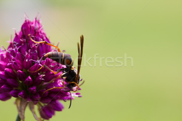 Stock photo: Drumstick Allium Flower Bloom and Wasp