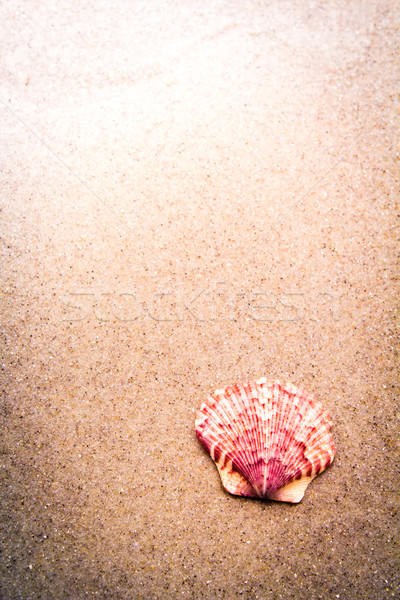 Olho Tirado Na Areia Seashell Do Scallop Na Cor-de-rosa Imagem de