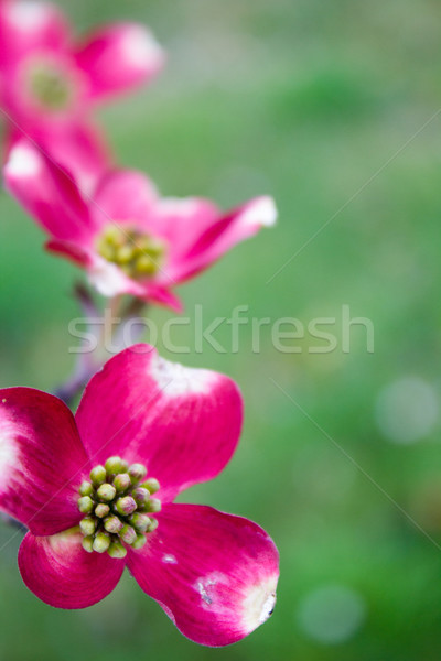 Stock photo: Blooming Dogwood Tree Flowers