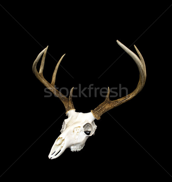 Whitetail Deer Buck Antlers and Skull Stock photo © enterlinedesign