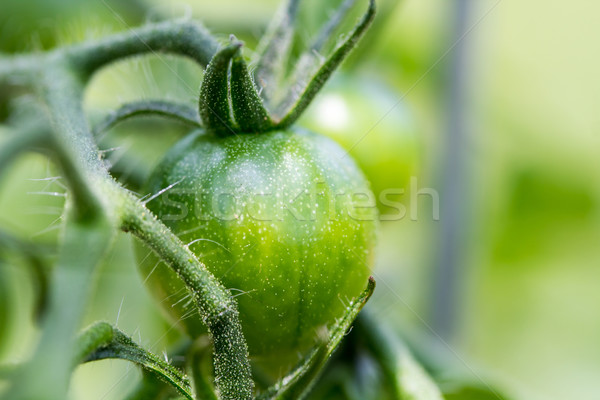 Green Tomatoes Stock photo © enterlinedesign