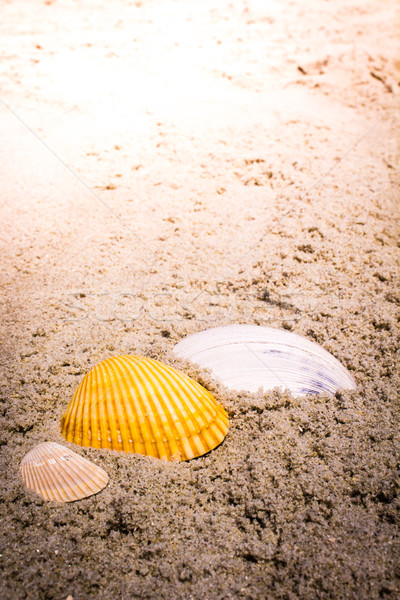 Foto stock: Colorido · conchas · arena · playa · mar