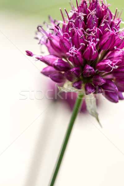 Drumstick Allium Flower Bloom Stock photo © enterlinedesign