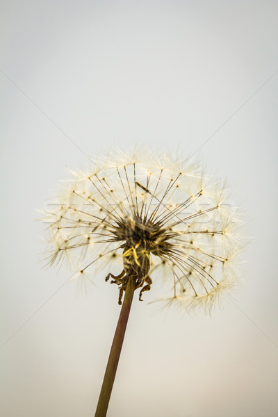 Stock photo: Dandelion Taraxacum Seed Head