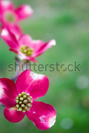 Blooming Dogwood Tree Flowers Stock photo © enterlinedesign