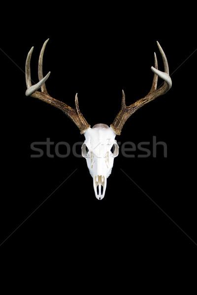 Whitetail Deer Buck Antlers and Skull Stock photo © enterlinedesign