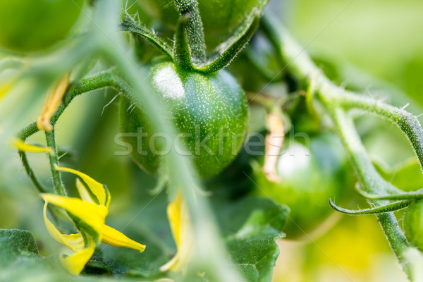 Green Cherry Tomatoes Stock photo © enterlinedesign