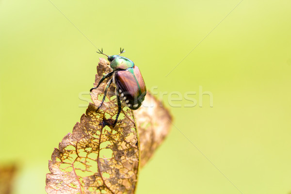 Japonés escarabajo hoja árbol frutal hojas Foto stock © enterlinedesign