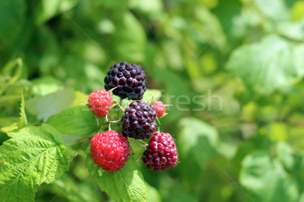Zwarte framboos bush frambozen vruchten Stockfoto © enterlinedesign